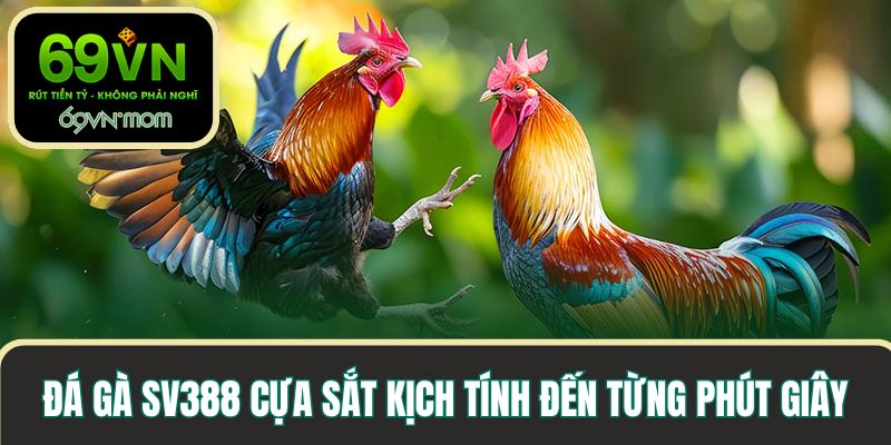 Đá gà SV388 cựa sắt kịch tính đến từng phút giây