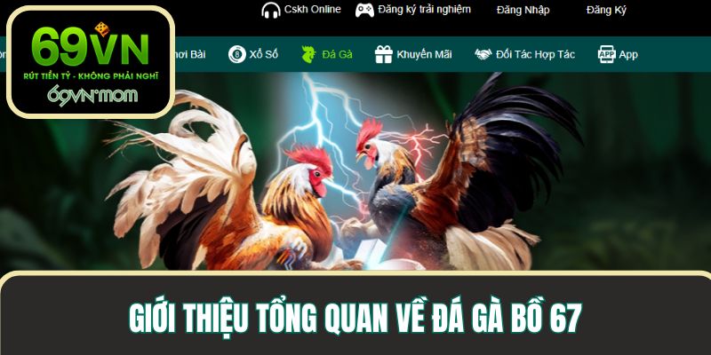 Giới thiệu tổng quan về đá gà bồ 67